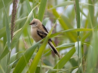 Bārdzīlīte (Panurus biarmicus) Īpaši aizsargājama suga!  LV Sarkanajā grāmatā 3. kat.