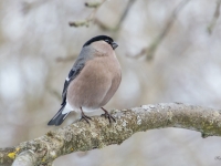 Svilpis jeb sarkankrūtītis (Pyrrhula pyrrhula)