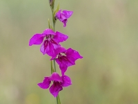 Jumstiņu gladiola (Gladiolus imbricatus). Īpaši aizsargājama suga!  LV Sarkanajā grāmatā 3. kat.