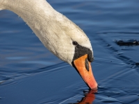 Paugurknābja gulbis (Cygnus olor)