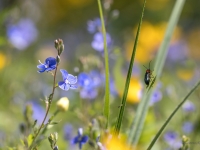 Birztalas veronikas (Veronica chamaedrys)