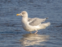 Sudrabkaija (Larus argentatus)