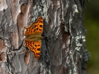 Jāņogu raibenis (Polygonia c-album)