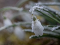  Baltā sniegpulkstenīte (Galanthus nivalis)
