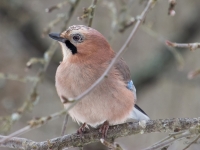Sīlis (Garrulus glandarius)