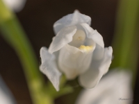 Garlapu cefalantēra (Cephalanthera longifolia) LV Sarkanajā grāmatā