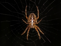Krusta zirneklis (Araneus diadematus)