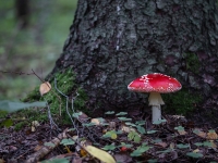 Sarkanā mušmire (Amanita muscaria)