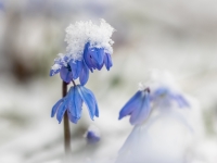 Zilsniedzītes (Scilla)