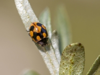 Ķeburainā mārīte (Coccinella hieroglyphica)
