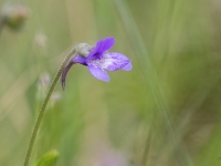 Parastā kreimule  PINGUICULA VULGARIS
