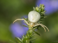 Krabjzirneklis (Misumena vatia)