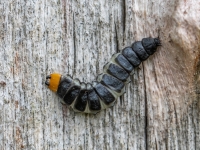 Sarkanspārnis Lygistopterus sanguineus (nimfa)