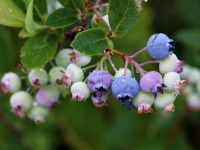 Krūmmellenes