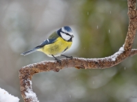 Zilzīlīte (Cyanistes caeruleus)