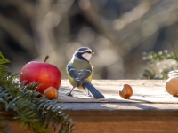 Zilzīlīte (Cyanistes caeruleus)