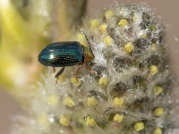 Lapgrauzis Crepidodera aurata