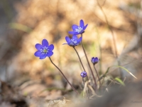 Zilās vizbulītes (Hepatica nobilis)