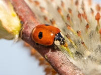 Divpunktu mārīte (Adalia bipunctata)