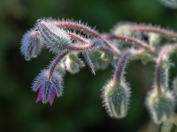 Gurķu mētra (Borago officinalis)