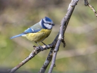 Zilzīlīte (Cyanistes caeruleus)
