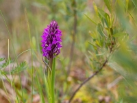 Stāvlapu dzegužpirkstīte (Dactylorhiza incarnata) Īpaši aizsargājama suga!  LV Sarkanajā grāmatā 4. kat.