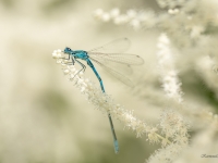 Gaišzilā krāšņspāre COENAGRION PUELLA