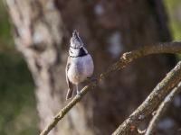 Cekulzīlīte (Lophophanes cristatus)