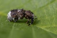 Platsmeceris Platystomos albinus