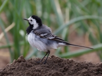 Baltā cielava (Motacilla alba)