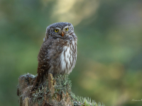 Apodziņš (Glaucidium passerinum)