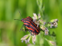  Svītrainā vairogblakts (Graphosoma lineatum)