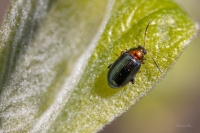 Lapgrauzis Crepidodera aurata