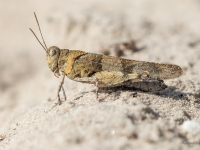 Raibspārnu smiltājsisenis (Oedipoda caerulescens)