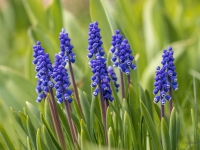 Muskares  (Muscari)