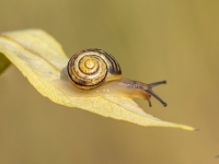 Dārza vīngliemezis (Cepaea hortensis)