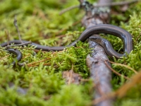 Glodene (Anguis fragilis)