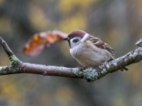 Lauku zvirbulis (Passer montanus)