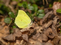 Krūkļu baltenis jeb citrontauriņš (Gonepteryx rhamni)