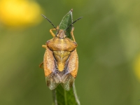 Vairogblakts Carpocoris purpureipennis