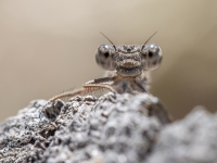 Sibīrijas ziemasspāre (Sympecma paedisca)