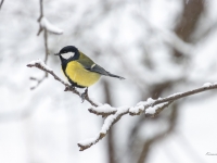 Lielā zīlīte (Parus major)