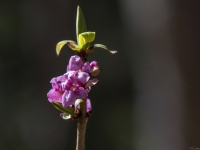 Parastā zalktene (Daphne mezereum)
