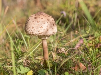 Dižā saulsardzene