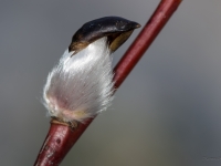 Pūpoliņš