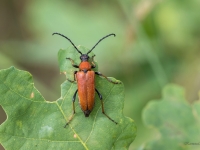 Skujkoku sarkanais koksngrauzis (Leptura rubra)