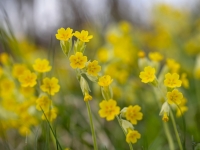 Gaiļbiksīte (Primula veris)