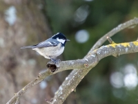Meža zīlīte (Periparus ater)