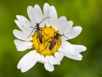 Koksngrauzis Stenurella sp.