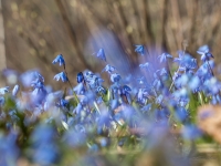 Zilsniedzītes (Scilla)